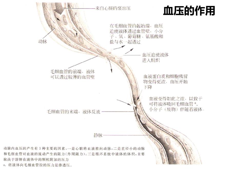 高血压的饮食指导ppt课件_第3页