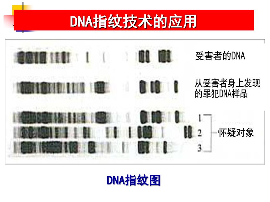 2.3+遗传信息的携带者-核酸+课件+邓飞_第3页