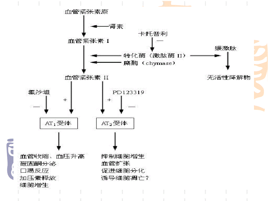 药理学幻灯片-22_第2页