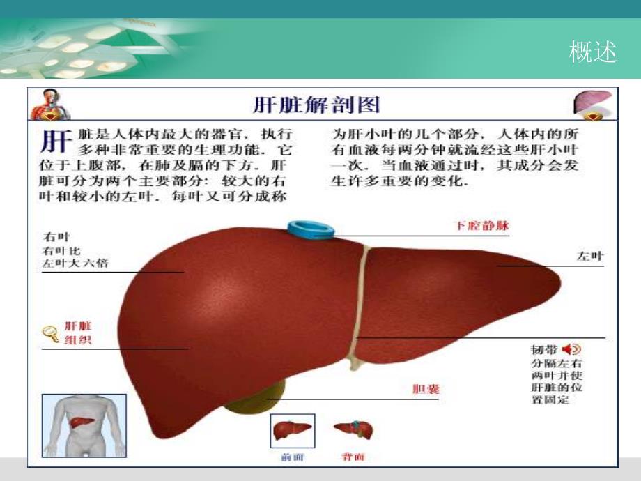 肝脏的解剖和手术配合课件_第3页
