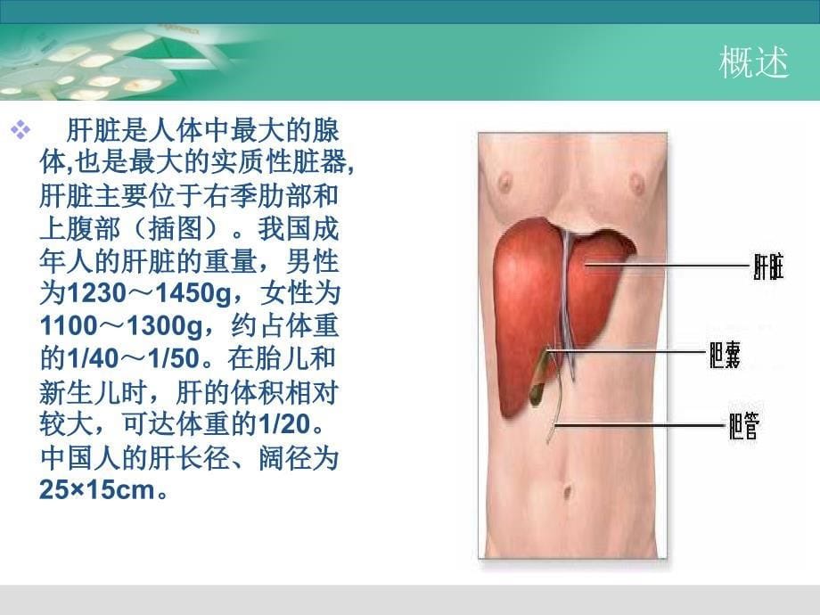 肝脏的解剖和手术配合课件_第5页