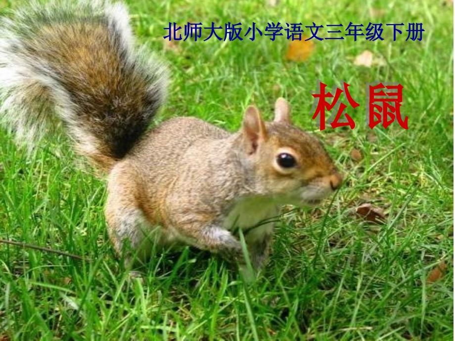 2015春北师大版语文三下《松鼠》ppt课件2_第1页