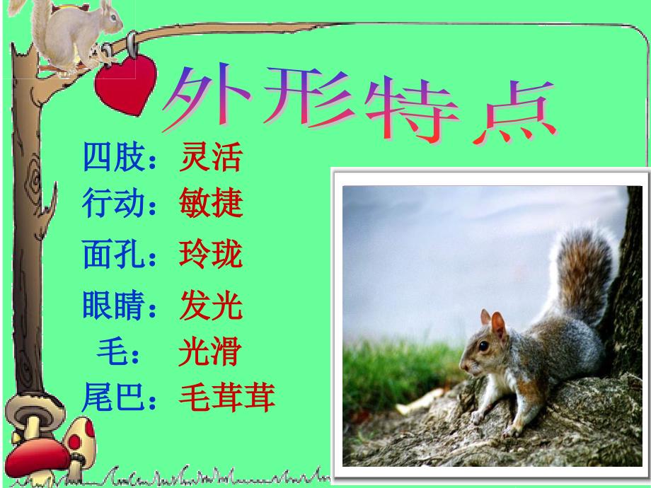 2015春北师大版语文三下《松鼠》ppt课件2_第3页
