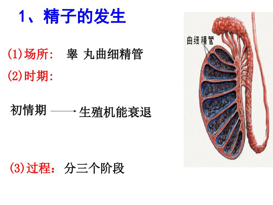 选修3胚胎工程复习幻灯片_第4页