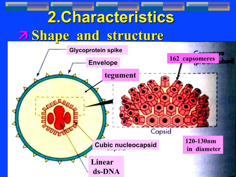 医学微生物-疱疹病毒课件_第4页