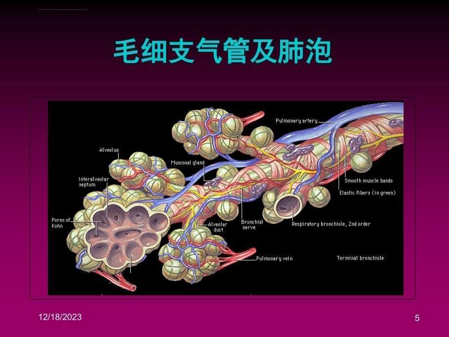 气道的开放与管理课件_第5页