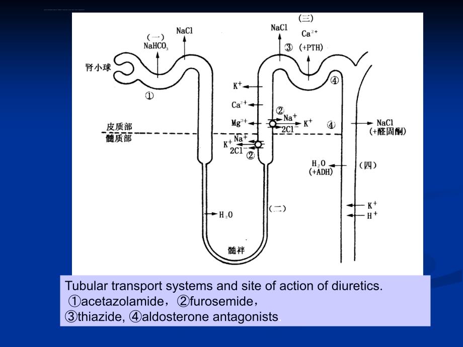 药理学-第24章-利尿药及脱水药课件_第3页