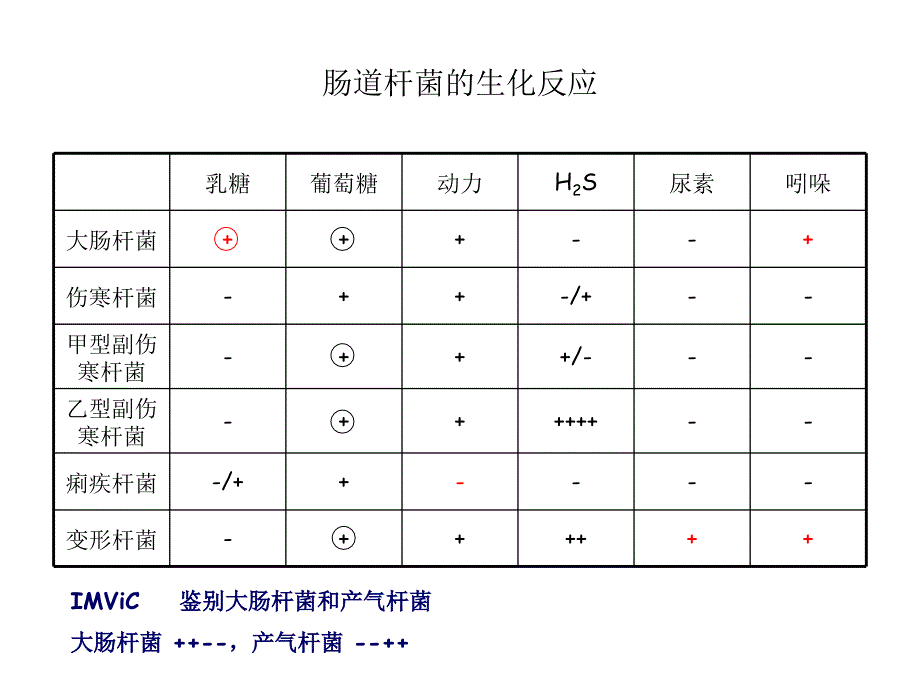 医学微生物-医学微生物学实验6课件_第4页