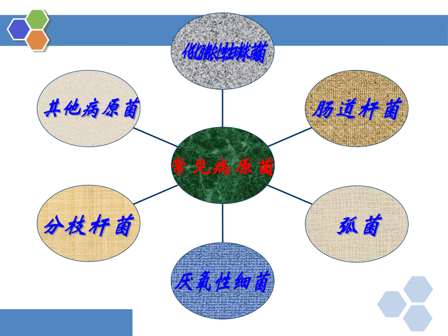 常见病原菌_第3页