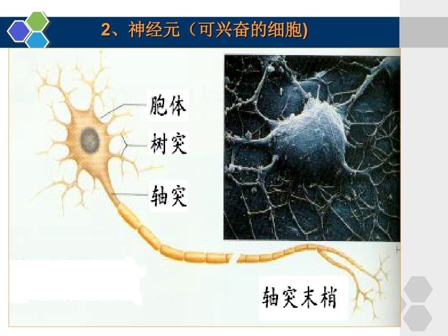 高中生物必修3-第二章-第二节-神经系统的结构与功能(第一课时)课件_第5页