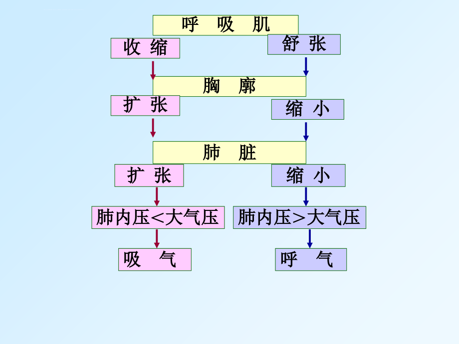 讲义第五章呼吸生理学课件_第4页