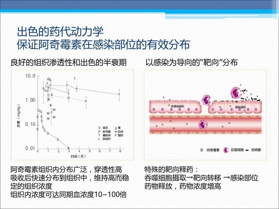 阿奇霉素在临床中的应用课件_第5页