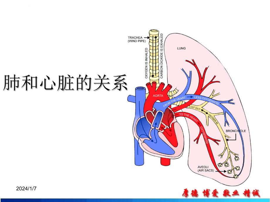 肺源性心脏病的护理课件_第3页