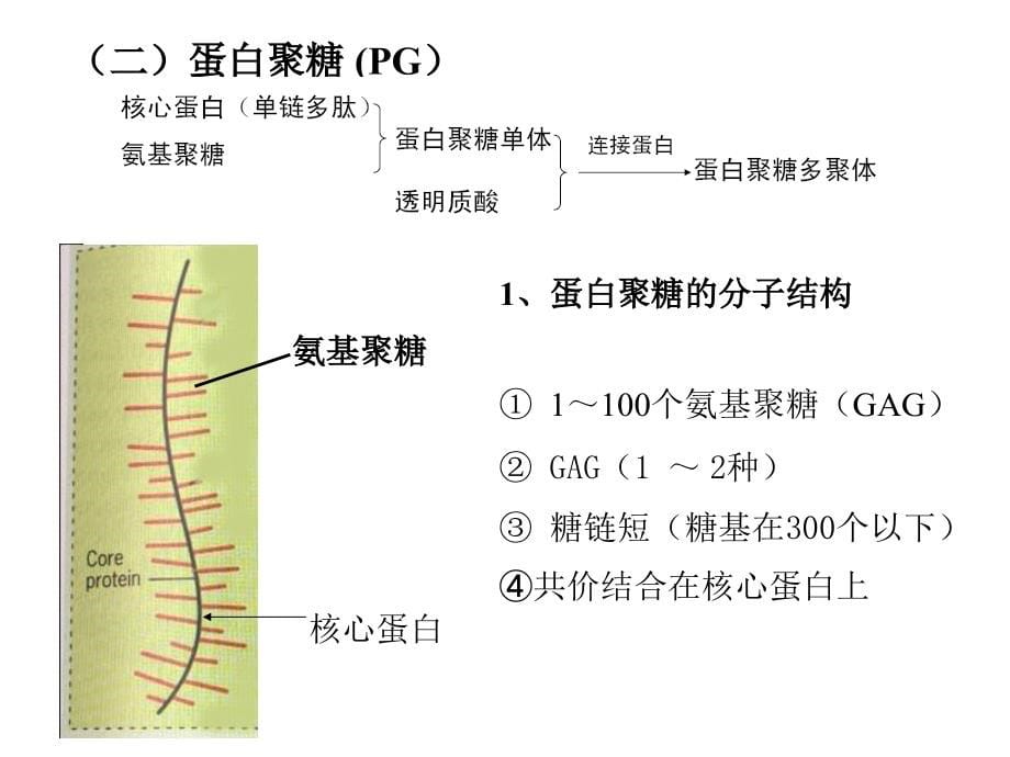 2012级医学细胞生物学知识点串讲_第5页