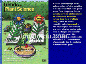 植物生理学—有机物运输1课件