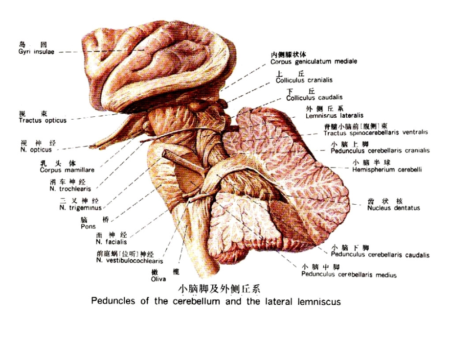 小脑教学-ppt人体解剖学课件_第4页