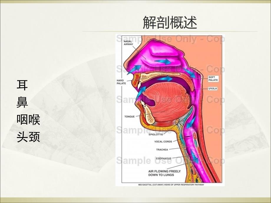 耳鼻喉幻灯片_第2页