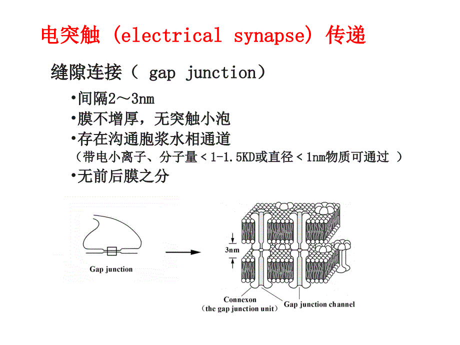 神经元的信号传递_第4页