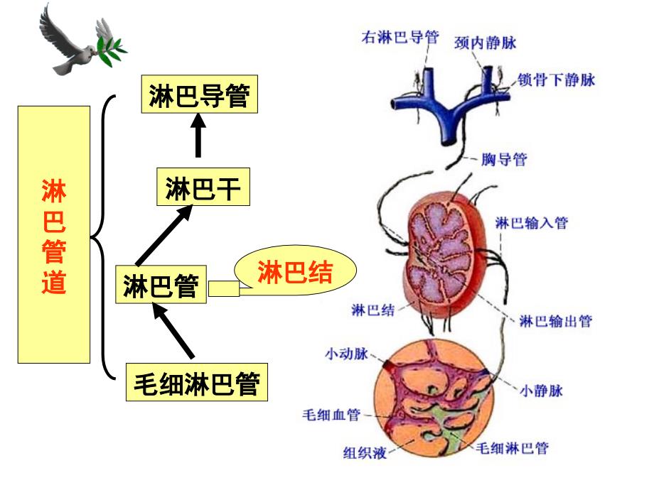 淋巴内分泌系统-ppt人体解剖学课件_第3页