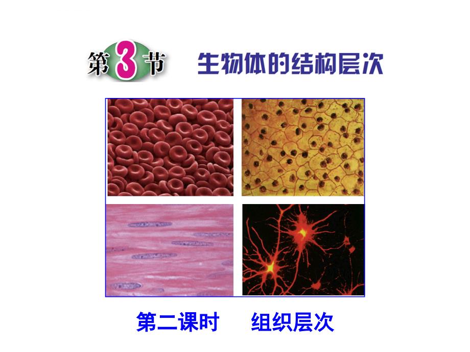 生物体的结构层次（第二课时）课件_第1页