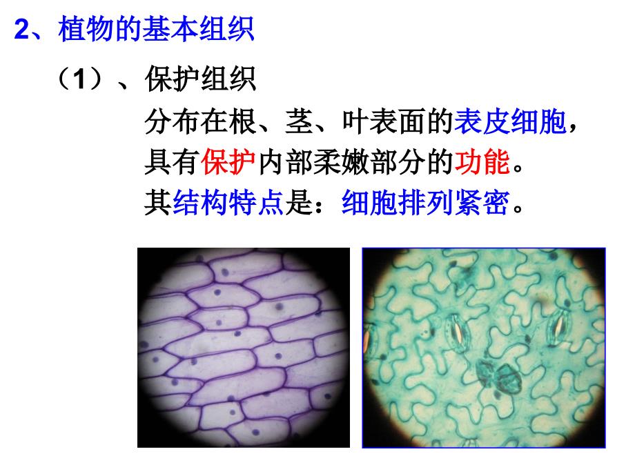 生物体的结构层次（第二课时）课件_第4页