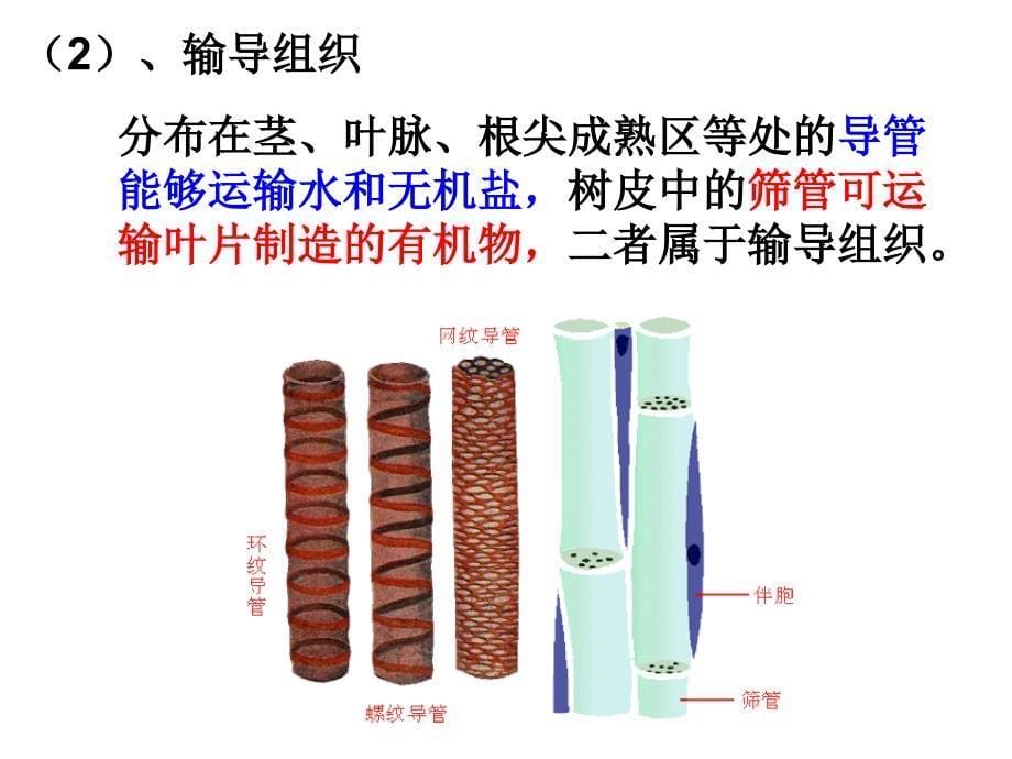 生物体的结构层次（第二课时）课件_第5页