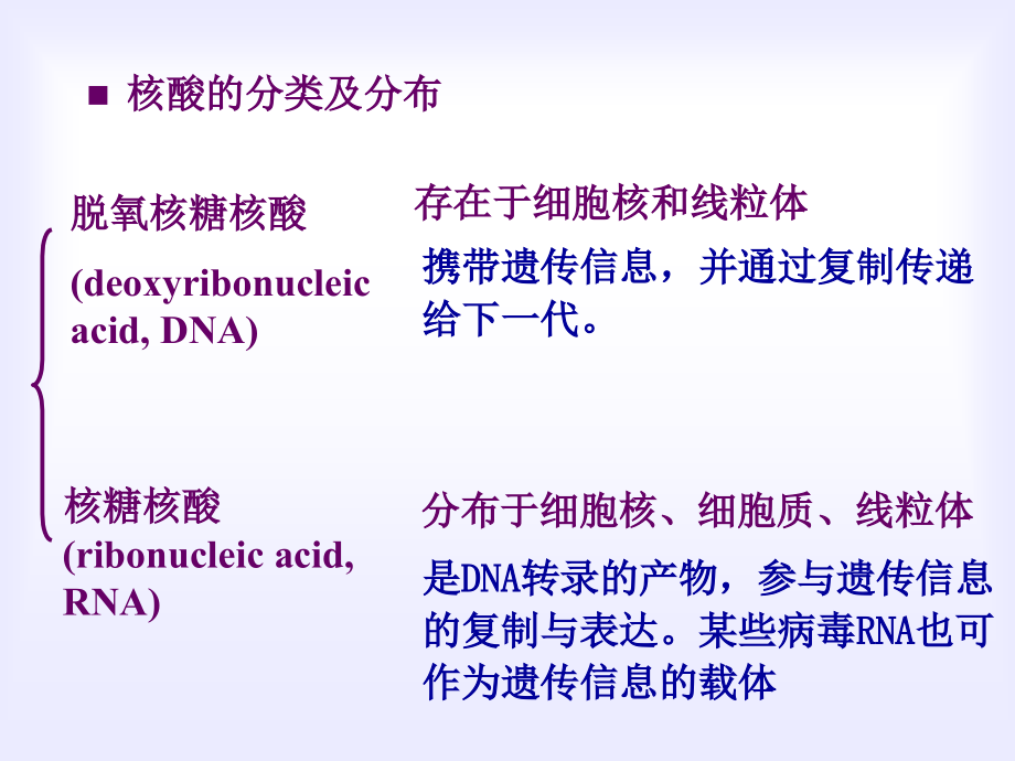 基础医学-细胞生物学-核酸的结构与功能课件_第4页