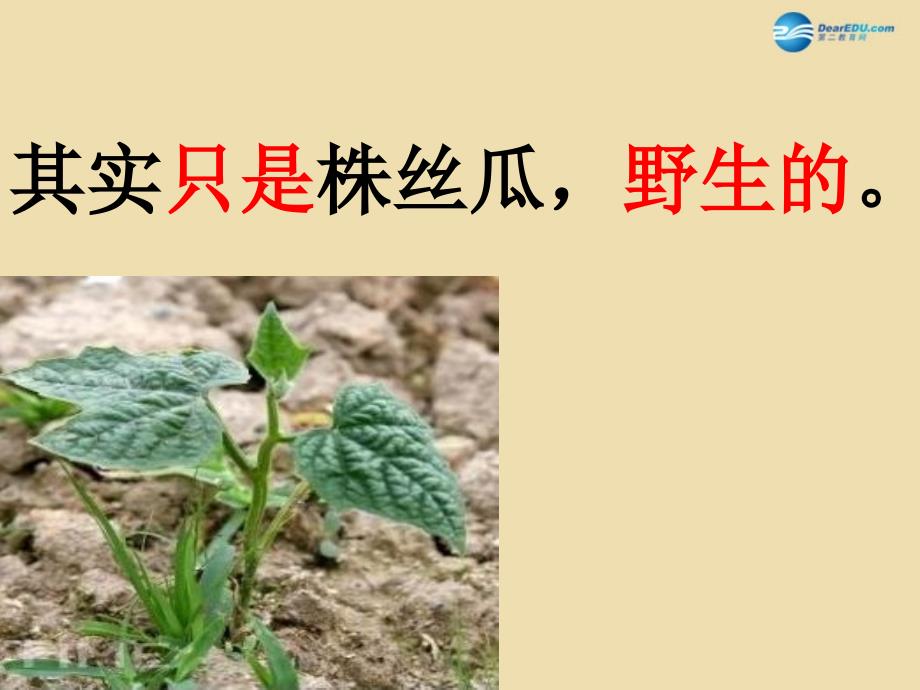 2015春四年级语文下册《迎接绿色》课件1 北京版_第3页