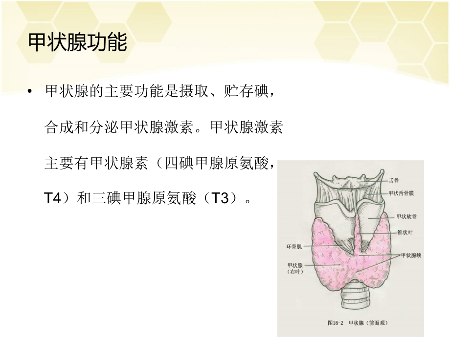 甲状腺手术(1)课件_第4页