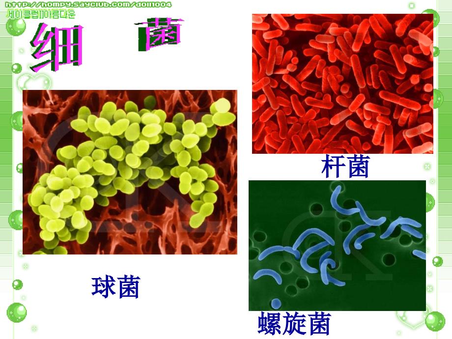 微生物(病毒、细菌、真菌)课件_第4页