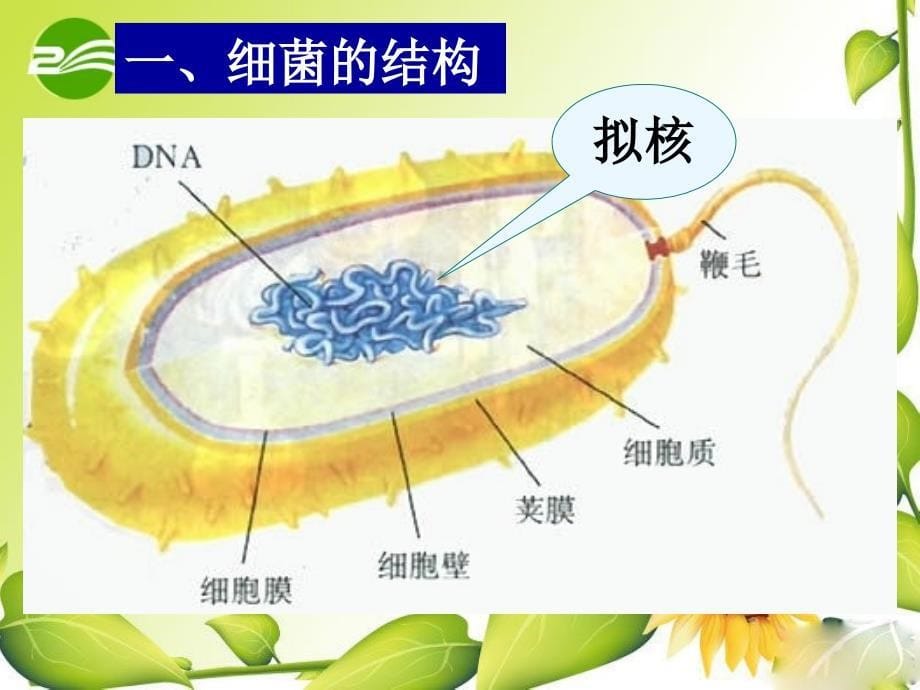 微生物(病毒、细菌、真菌)课件_第5页