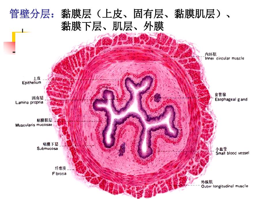 组织胚胎学第14章消化管课件_第3页