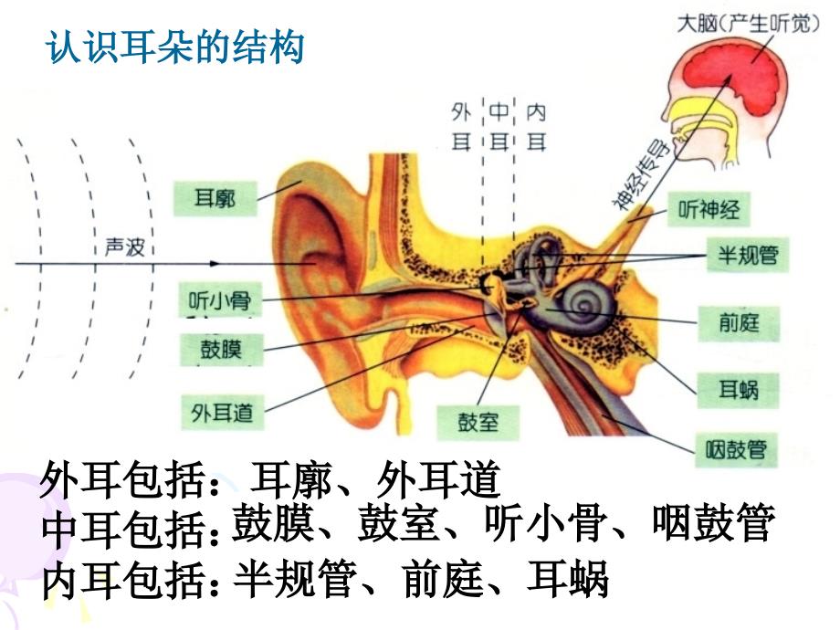 耳的结构ppt-系统解剖学课件_第2页