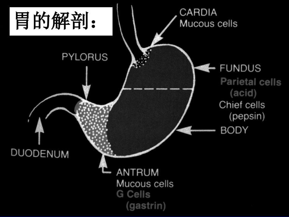 胃肠道疾病课件_第3页