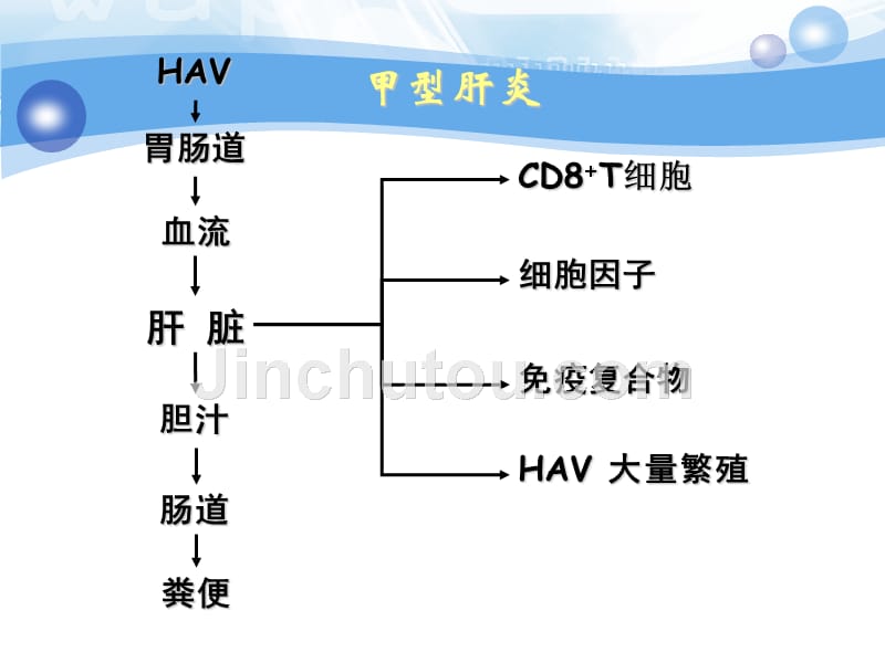 病毒性肝炎的详细幻灯片ppt_第3页