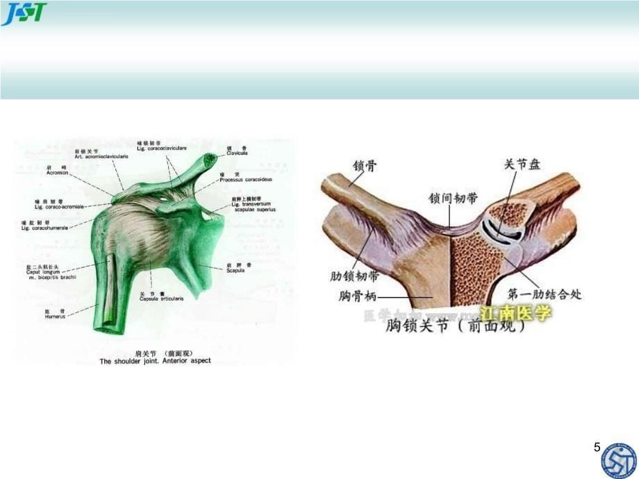 肩关节讲课课件_第5页