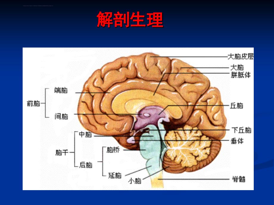 神经系统定位诊断(脑叶)课件_第3页