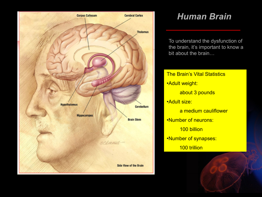 神经系统病理生理理—金静华(整合课程brain-dysfunction_第4页