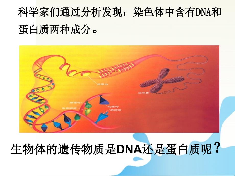 dna是主要的遗传物质课件22_第2页