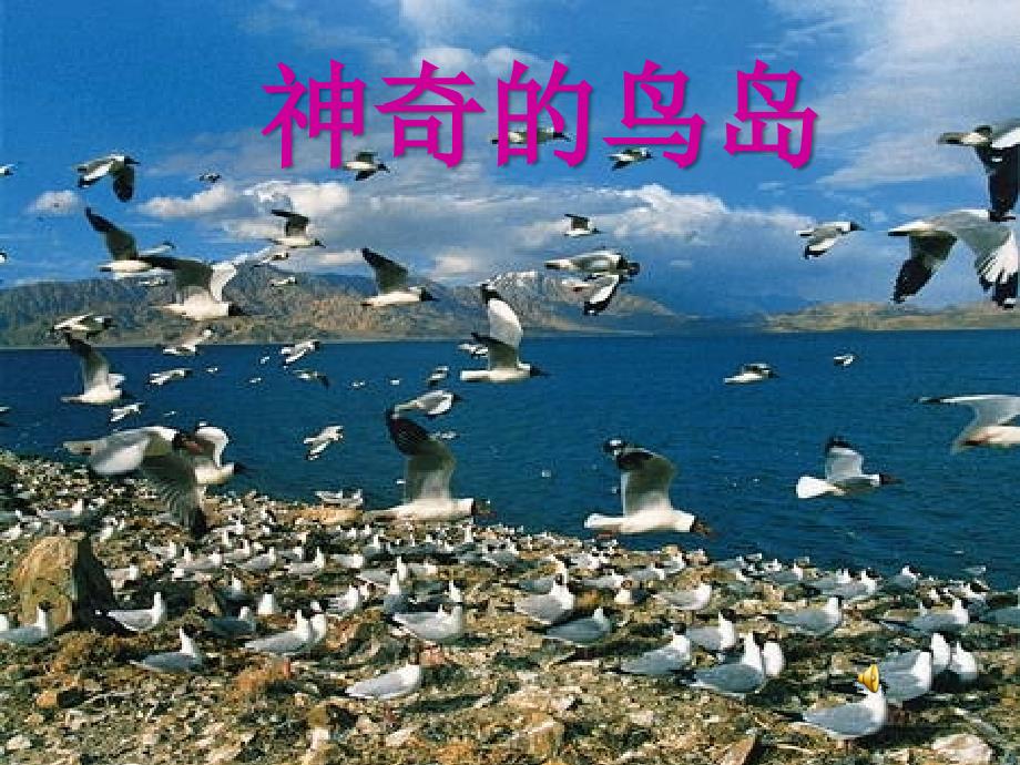 2014秋四年级语文上册 神奇的鸟岛课件4 北京版_第1页