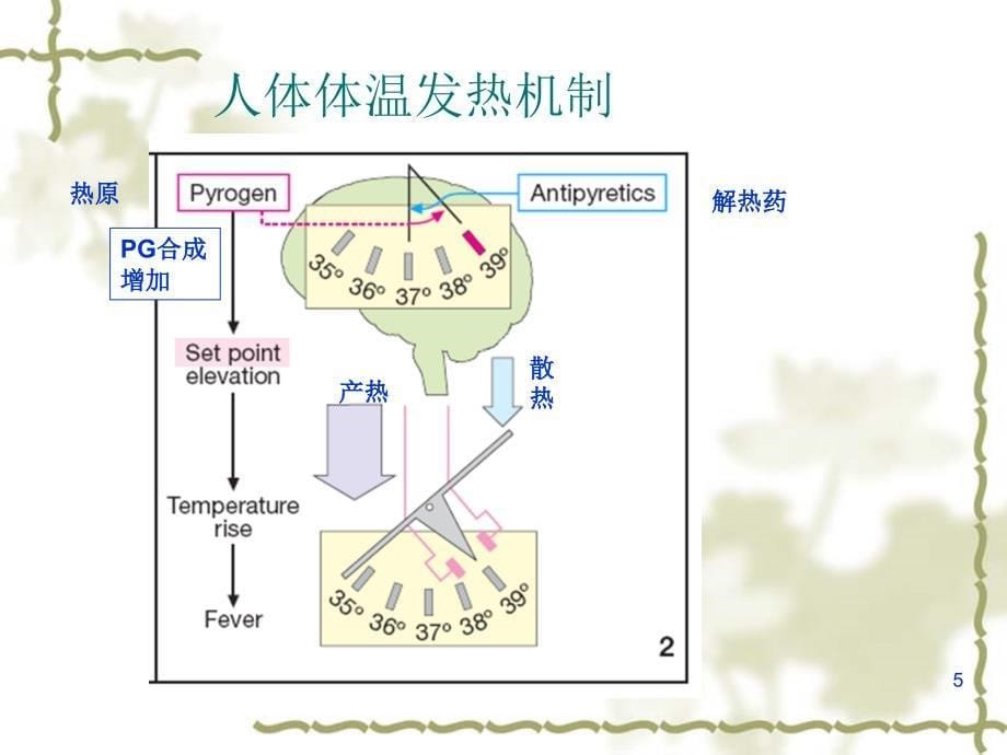 解热镇痛抗炎药_33课件_第5页