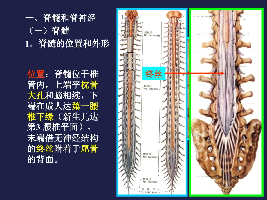 人体解剖生理学课件11_第4页