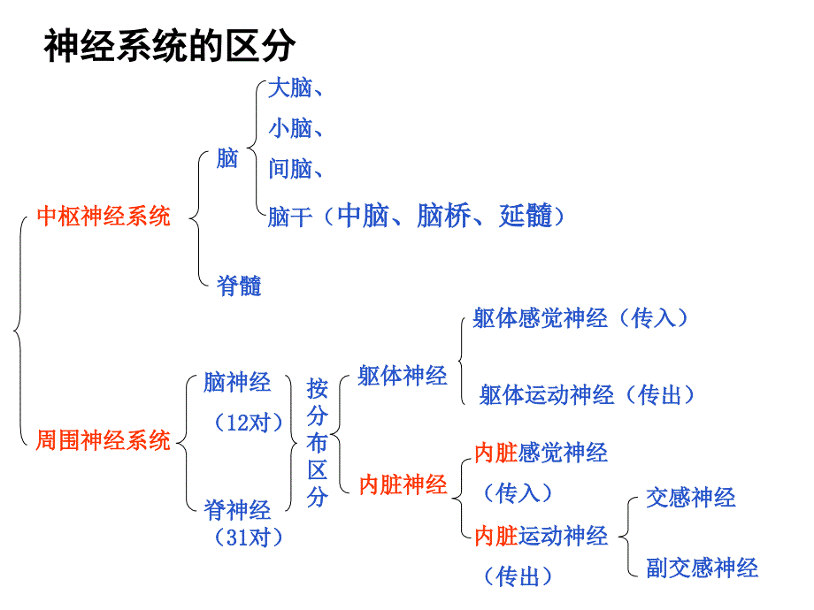 神经系统---内脏神经系统-ppt人体解剖学课件_第2页