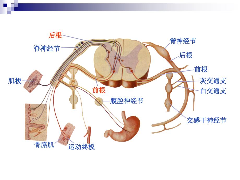 神经系统---内脏神经系统-ppt人体解剖学课件_第4页