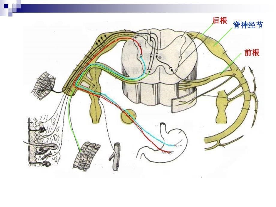 神经系统---内脏神经系统-ppt人体解剖学课件_第5页