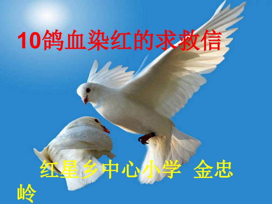 10鸽血染红的求救信红星乡中心小学金忠岭_第1页