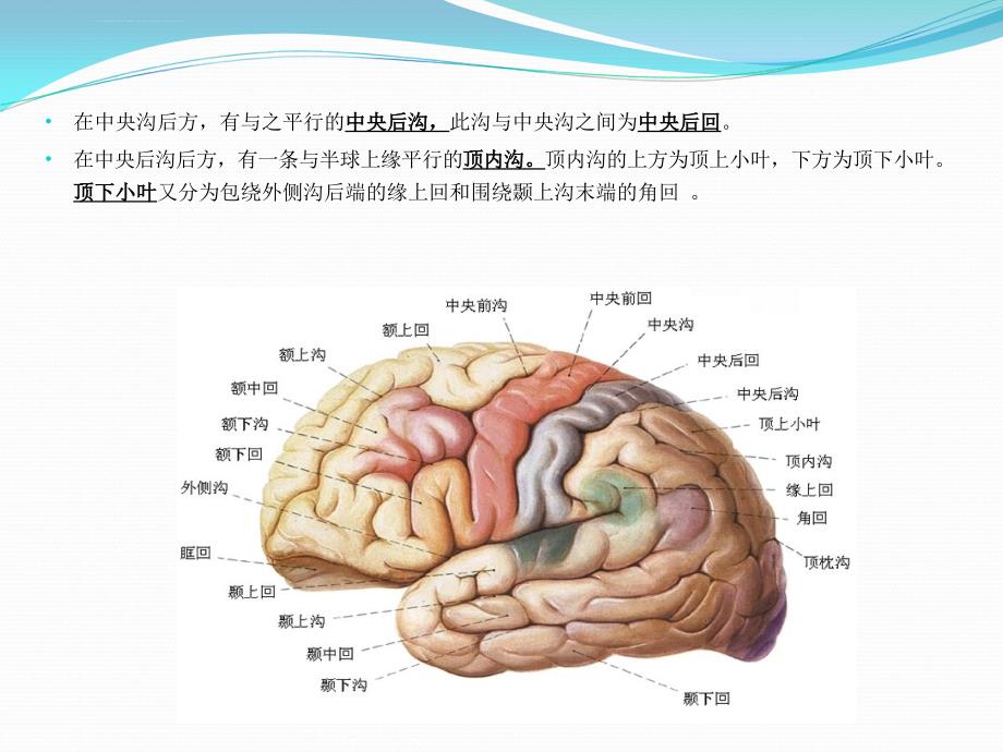 脊柱及中枢神经系统影像解剖课件_第4页