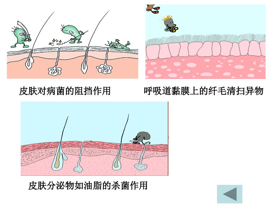 生物-必修三-免疫系统_第4页