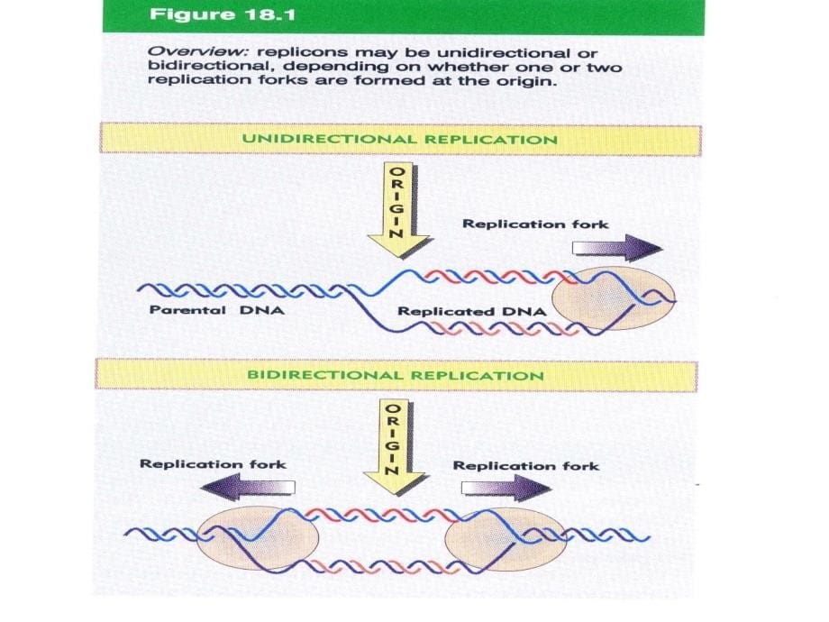 动物生物化学课件-核酸的生物学功能_第5页