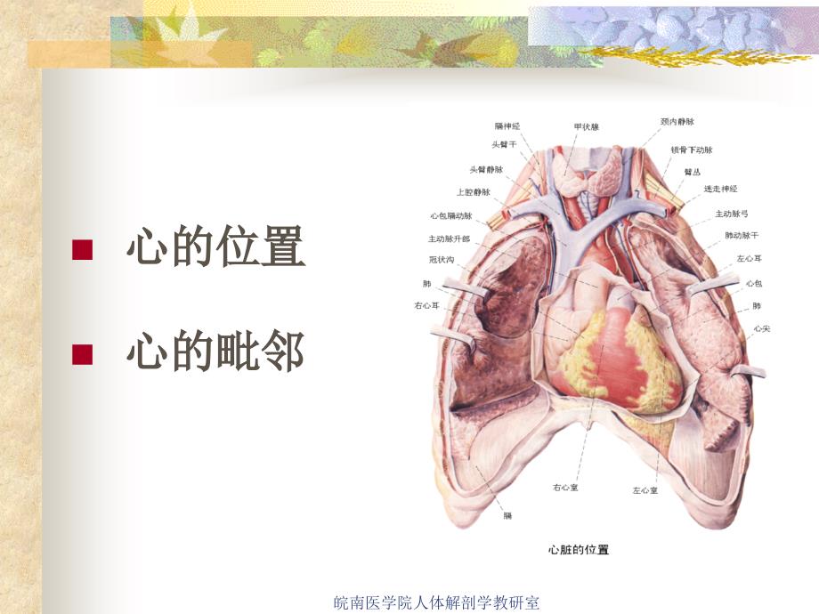 脉管系统解剖学课件—心课件_第2页